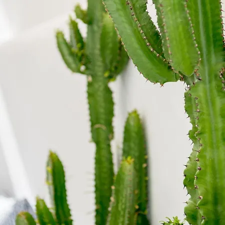 Mykonian Mews Luxury * Pszarú